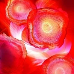 L’Oréal Paris L'Oréal Paris Revitalift Red Cream Dagcrème - 50 Ml -Maybelline-winkel 481x840