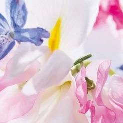 Dior Miss Vrouwen 100 Ml - Eau De Parfum - Damesparfum 10 Dior Miss Vrouwen 100 Ml - Eau De Parfum - Damesparfum -Maybelline-winkel 550x366 11