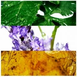 Davidoff Cool Water 75 Ml - Eau De Toilette - Herenparfum 6 Davidoff Cool Water 75 Ml - Eau De Toilette - Herenparfum -Maybelline-winkel 550x543 4